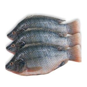 Frozen Tilapia fish