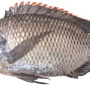Tilapia Fish box ( Send us)