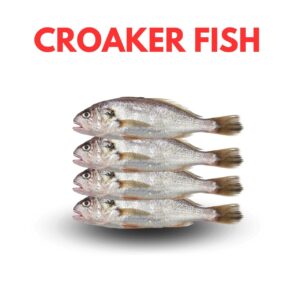 Croaker Fish box ( Send us)